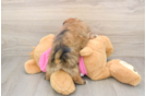 Best Shih Pom Baby