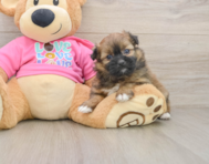 6 week old Shih Pom Puppy For Sale - Premier Pups
