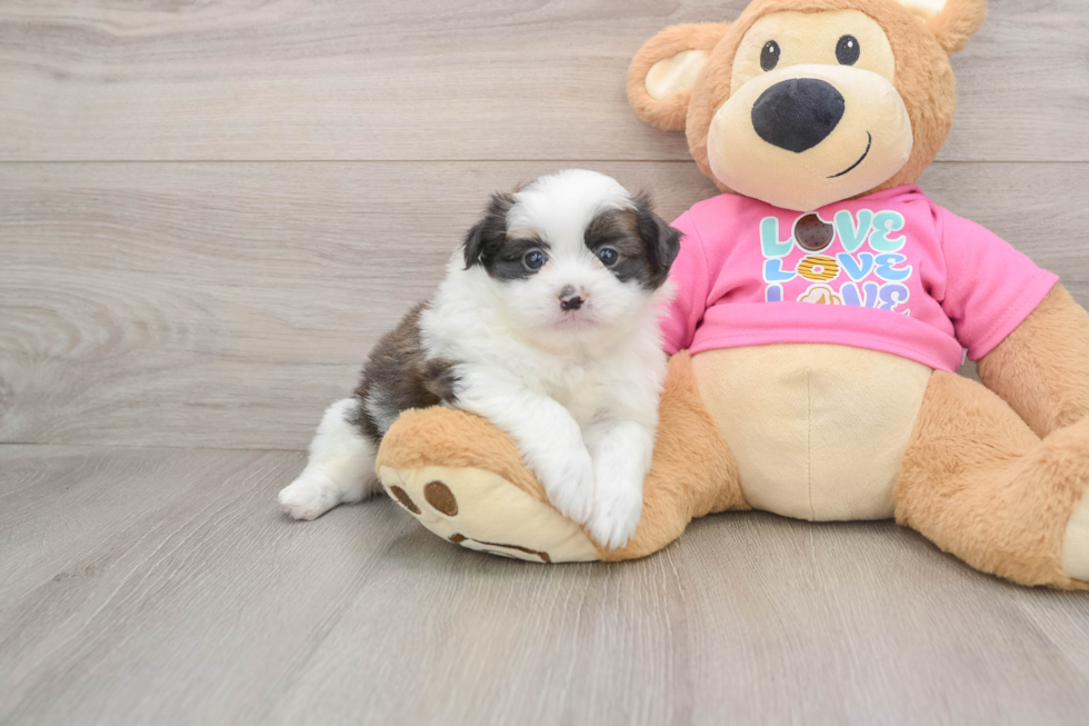 Shih Pom Puppy for Adoption