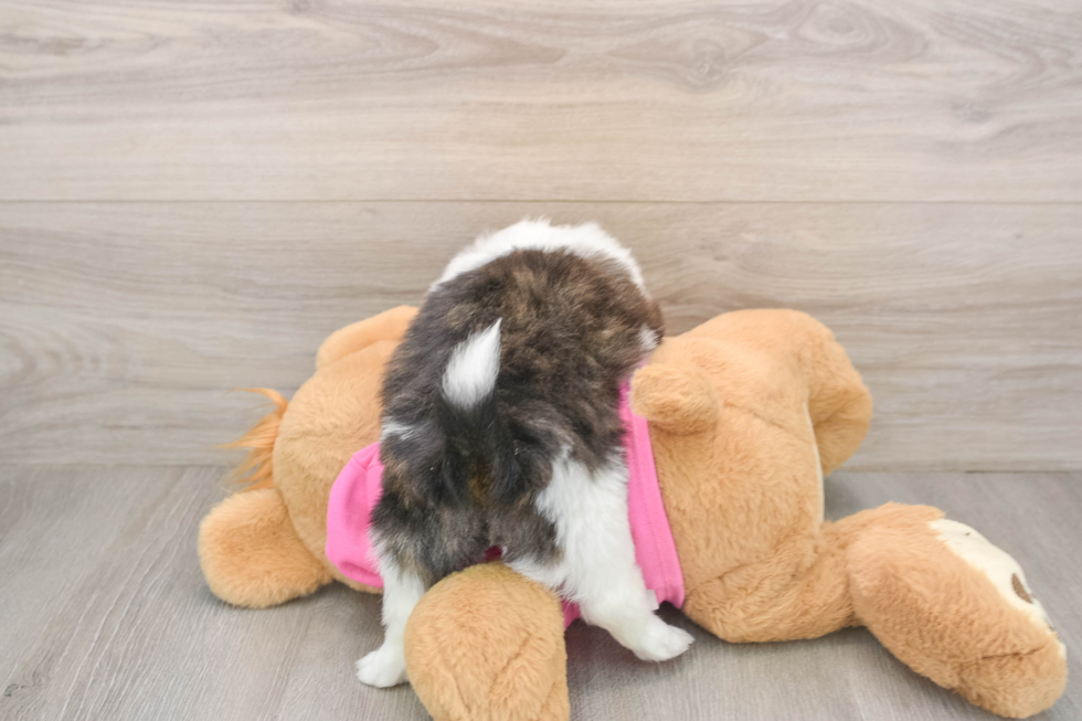 Friendly Shih Pom Baby