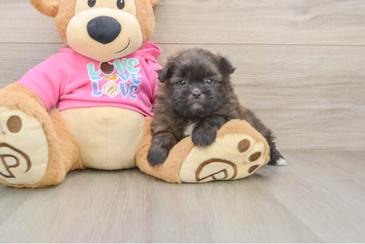 Shih Pom Puppy for Adoption