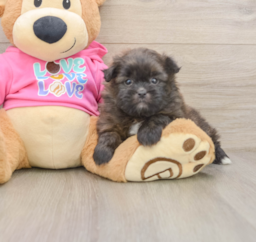5 week old Shih Pom Puppy For Sale - Premier Pups