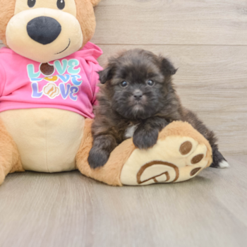 Shih Pom Puppy for Adoption