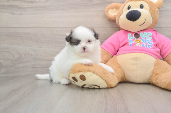 Friendly Shih Pom Baby