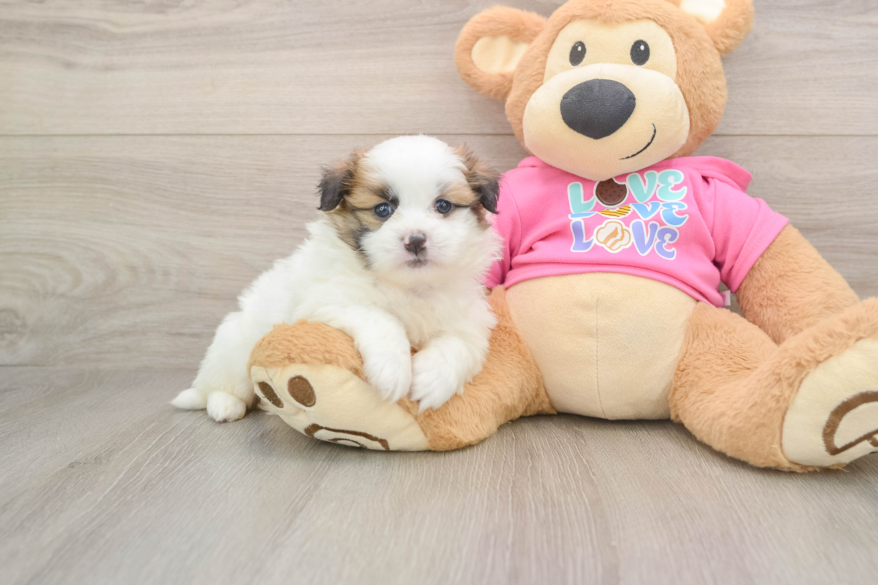 Shih Pom Puppy for Adoption