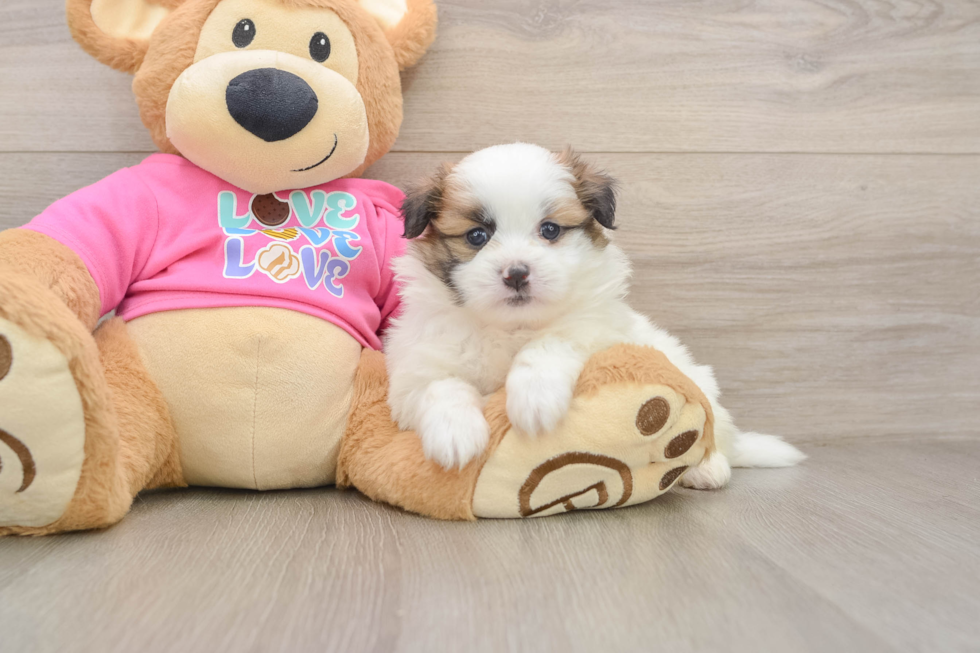 Best Shih Pom Baby