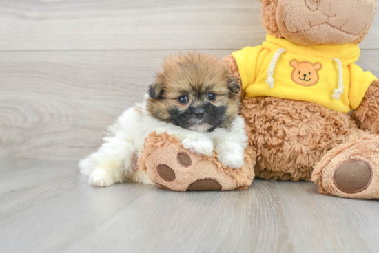 Shih Pom Pup Being Cute