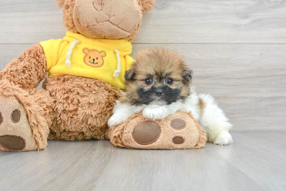 Shih Pom Pup Being Cute