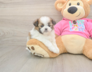 5 week old Shih Pom Puppy For Sale - Premier Pups