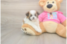 Best Shih Pom Baby