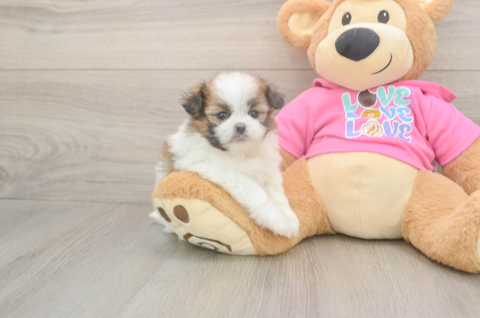 5 week old Shih Pom Puppy For Sale - Premier Pups