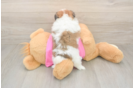 Best Shih Pom Baby