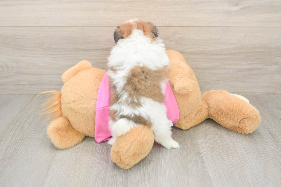 Best Shih Pom Baby