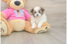 Shih Pom Puppy for Adoption