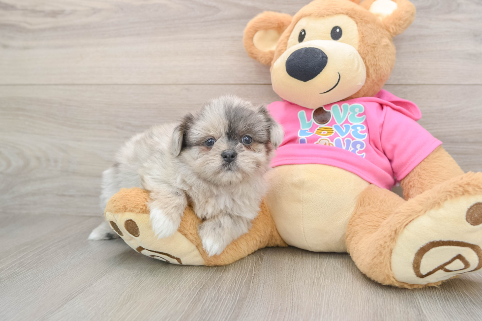 Shih Pom Pup Being Cute