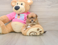 7 week old Shih Pom Puppy For Sale - Premier Pups