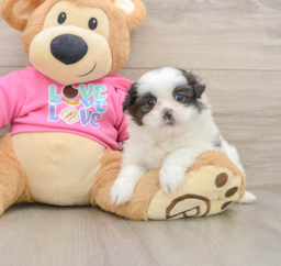 6 week old Shih Pom Puppy For Sale - Premier Pups