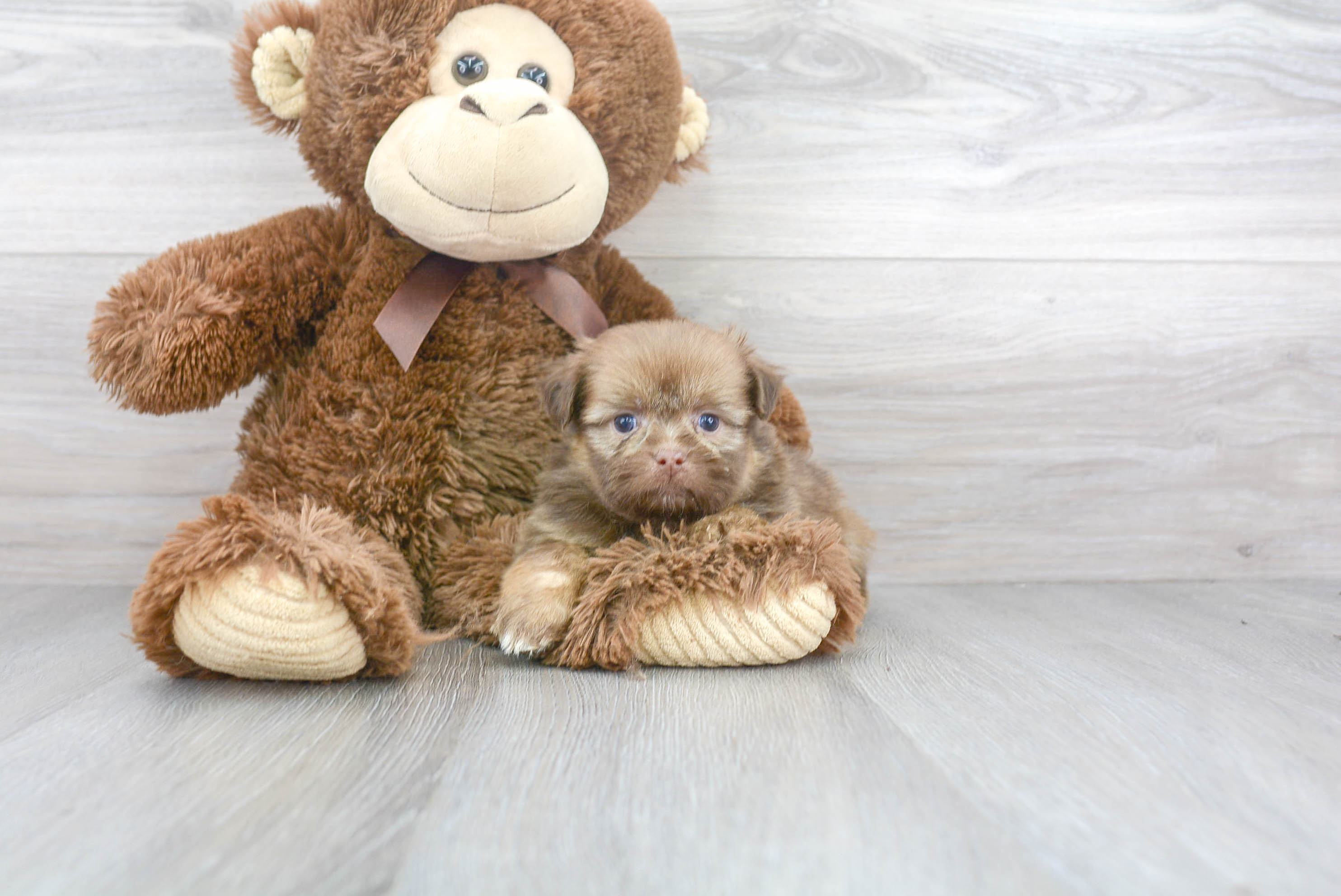 Shih Pom Pup Being Cute