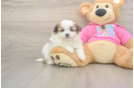 Best Shih Pom Baby