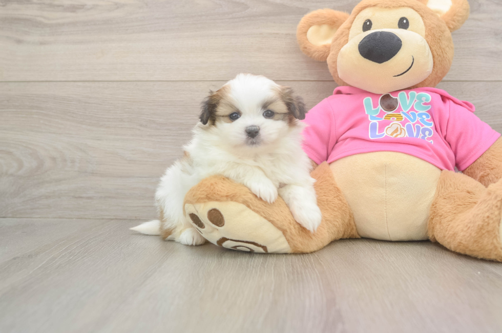 5 week old Shih Pom Puppy For Sale - Premier Pups