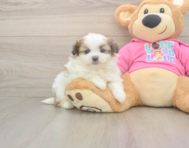 5 week old Shih Pom Puppy For Sale - Premier Pups 5 week old Shih Pom Puppy For Sale - Premier Pups