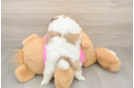 Adorable Shipom Designer Puppy