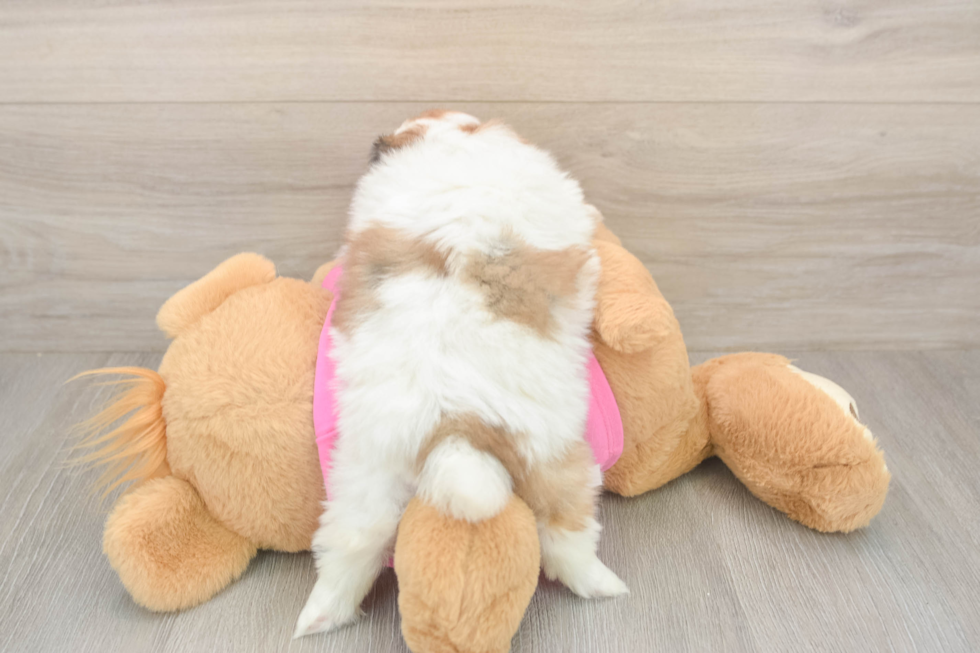Adorable Shipom Designer Puppy