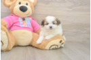 Shih Pom Pup Being Cute