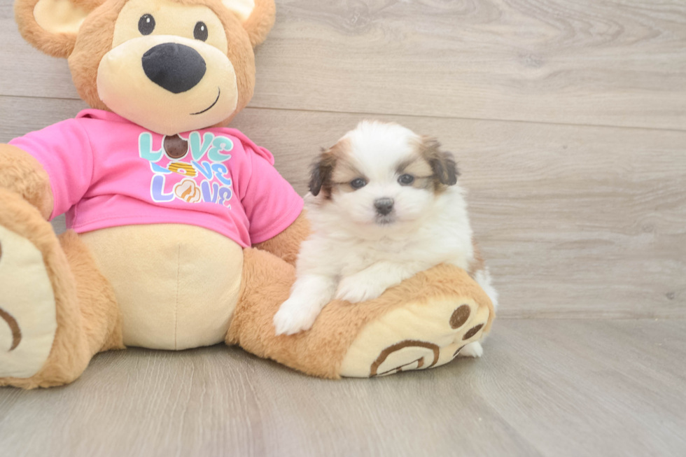 Shih Pom Pup Being Cute