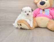 7 week old Shih Pom Puppy For Sale - Premier Pups