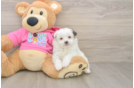 Shih Pom Puppy for Adoption