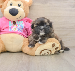 7 week old Shih Pom Puppy For Sale - Premier Pups