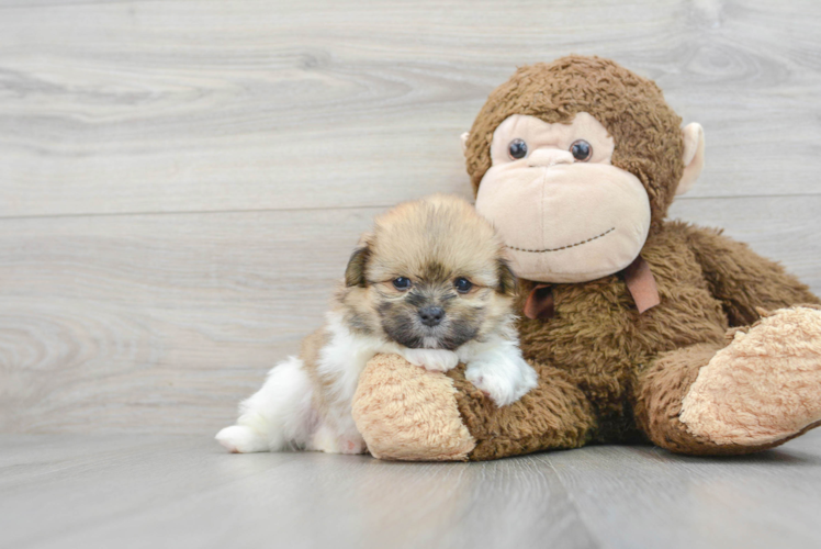 Shih Pom Pup Being Cute