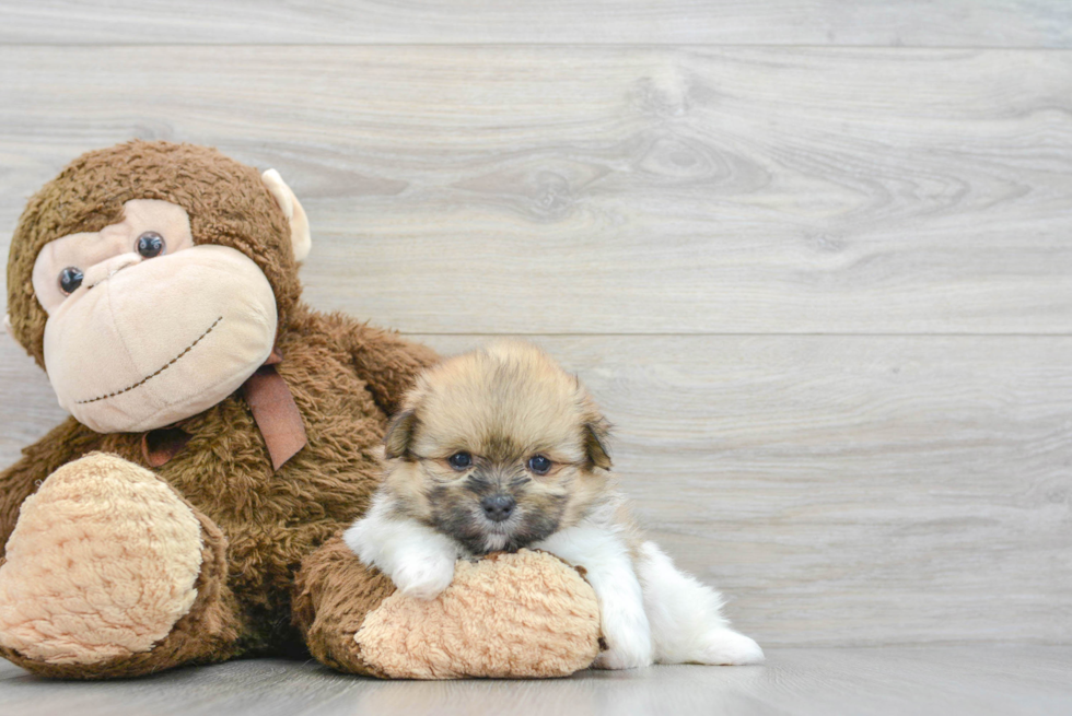 Sweet Shih Pom Baby