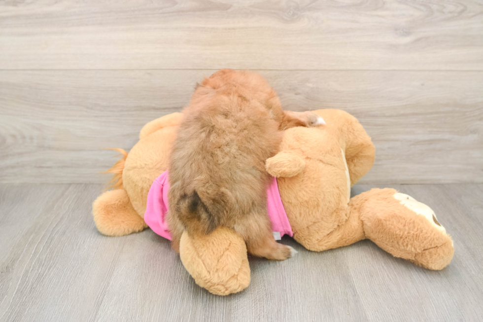 Fluffy Shih Pom Designer Pup