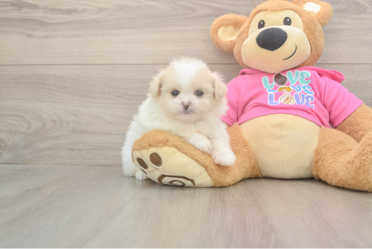 Shih Pom Pup Being Cute