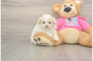 Shih Pom Pup Being Cute