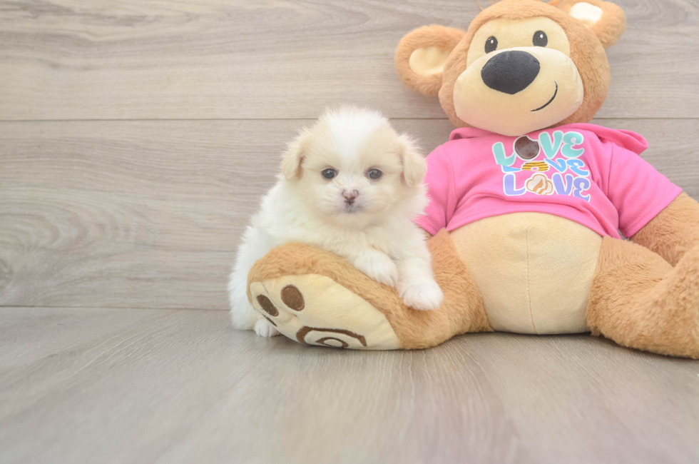5 week old Shih Pom Puppy For Sale - Premier Pups