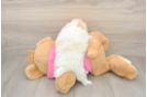 Best Shih Pom Baby