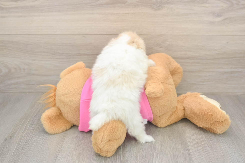 Best Shih Pom Baby