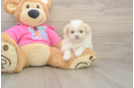Funny Shih Pom Designer Pup