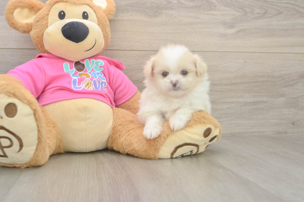 Funny Shih Pom Designer Pup