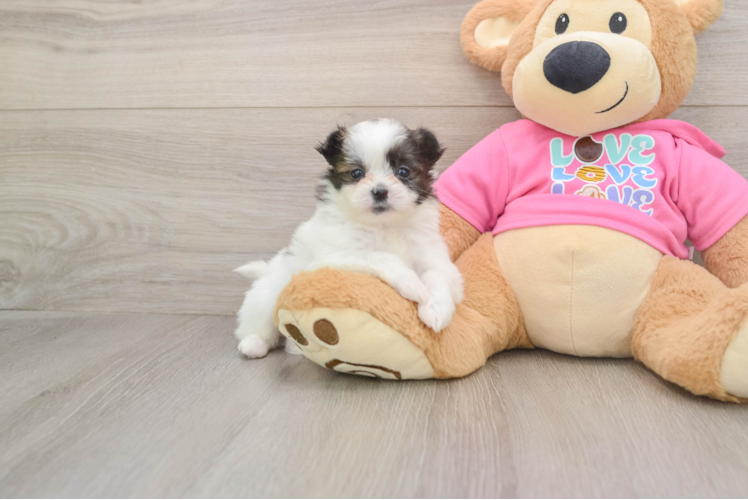 Best Shih Pom Baby
