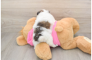 Hypoallergenic Shiranian Designer Puppy
