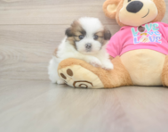 5 week old Shih Pom Puppy For Sale - Premier Pups