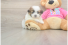 Playful Shiranian Designer Puppy