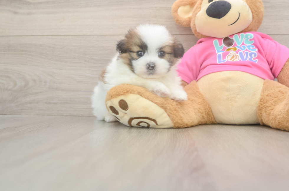 5 week old Shih Pom Puppy For Sale - Premier Pups