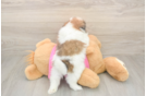 Small Shih Pom Baby