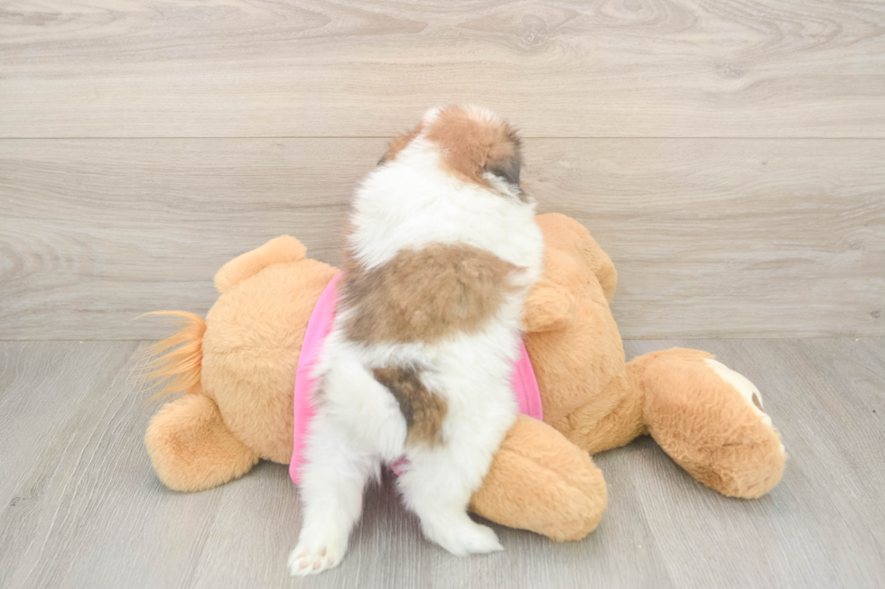 Small Shih Pom Baby
