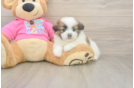 Shih Pom Puppy for Adoption